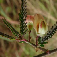 Aeschynomene indica L.